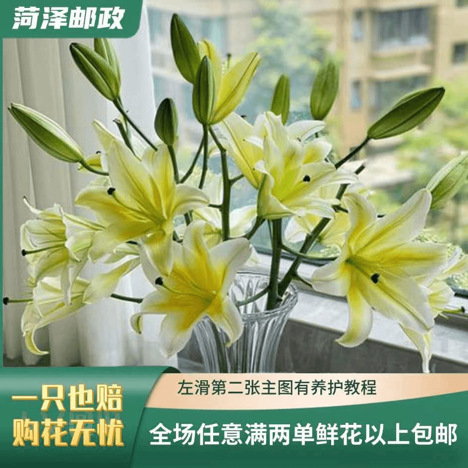 【邮政】黄天霸 黄色浓香型 霸气香水百合 云南基地直发鲜切花