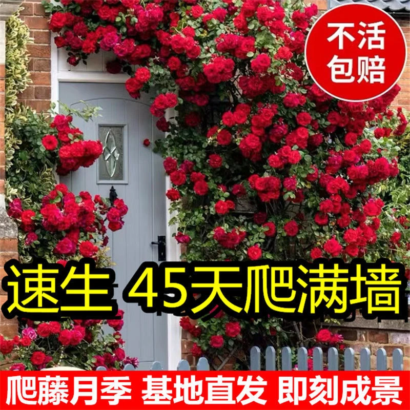 藤本月季蔷薇花苗大花基地四季开花大苗浓香型爬藤庭院爬墙植物