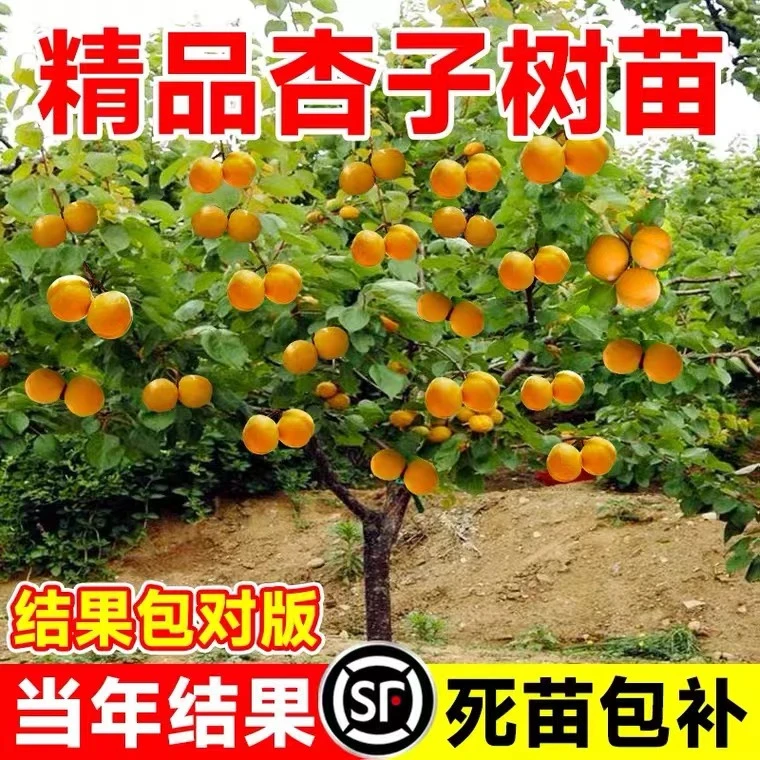 杏树苗特大早熟帝王甜杏子苗南方北方种植盆栽地栽果树苗当年结果