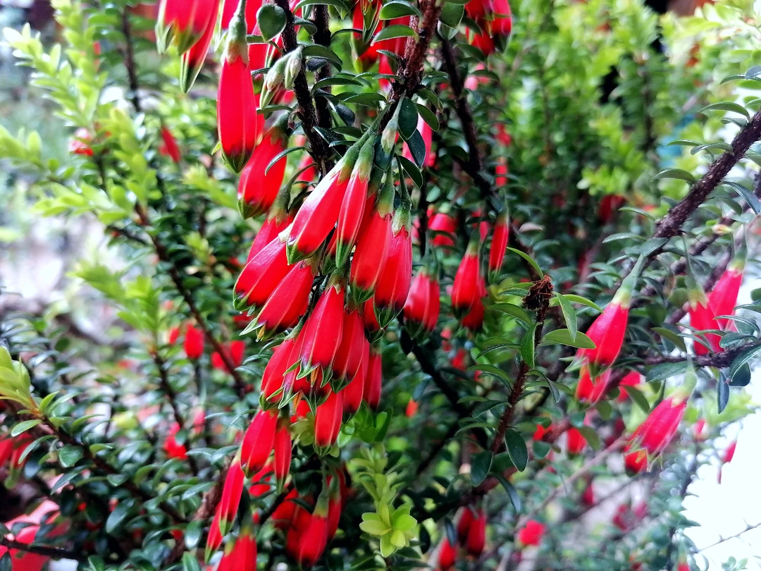 树萝卜微盆景绿植