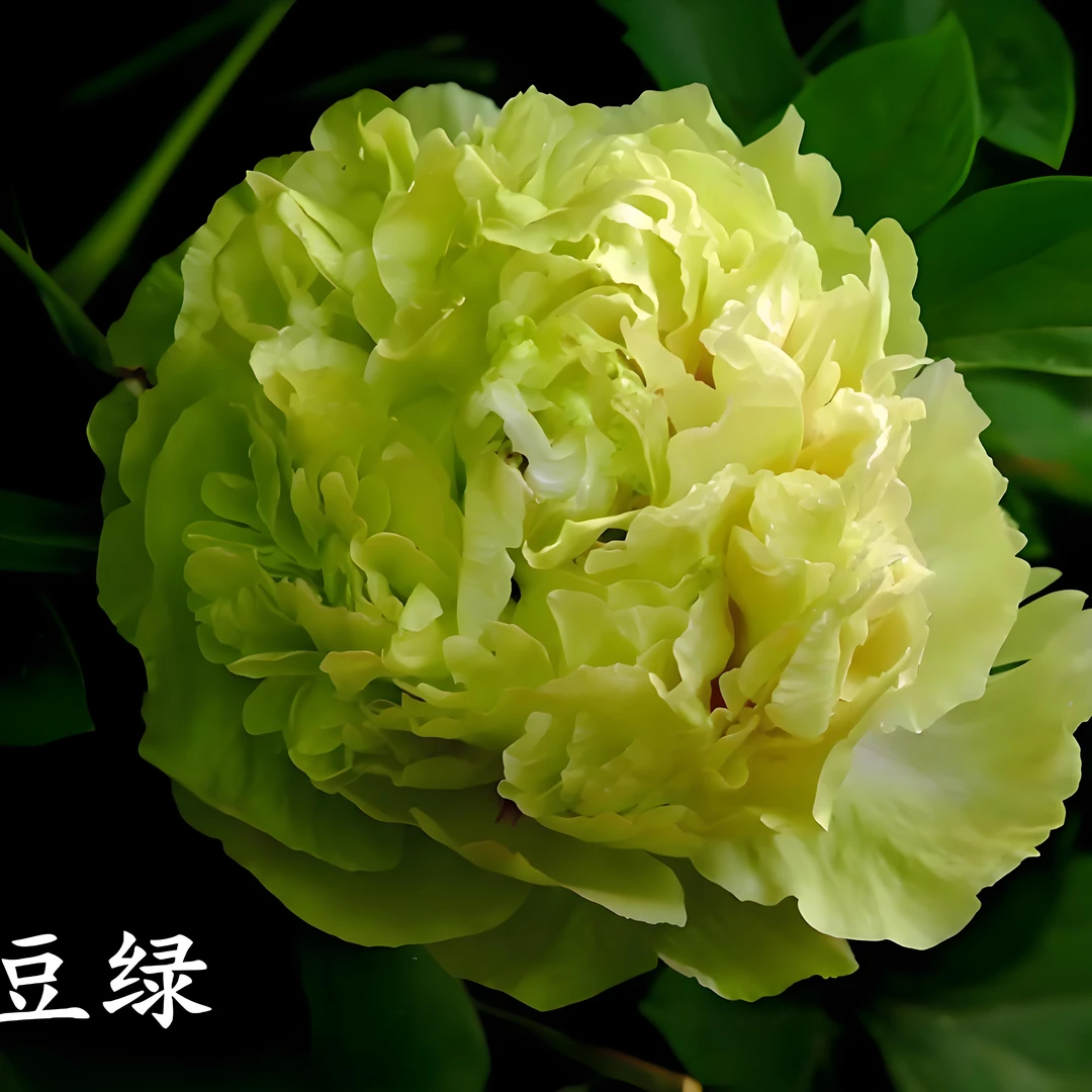【豆绿】盆栽大花重瓣原盆原土正宗洛阳牡丹耐寒耐旱室内庭院大花卉