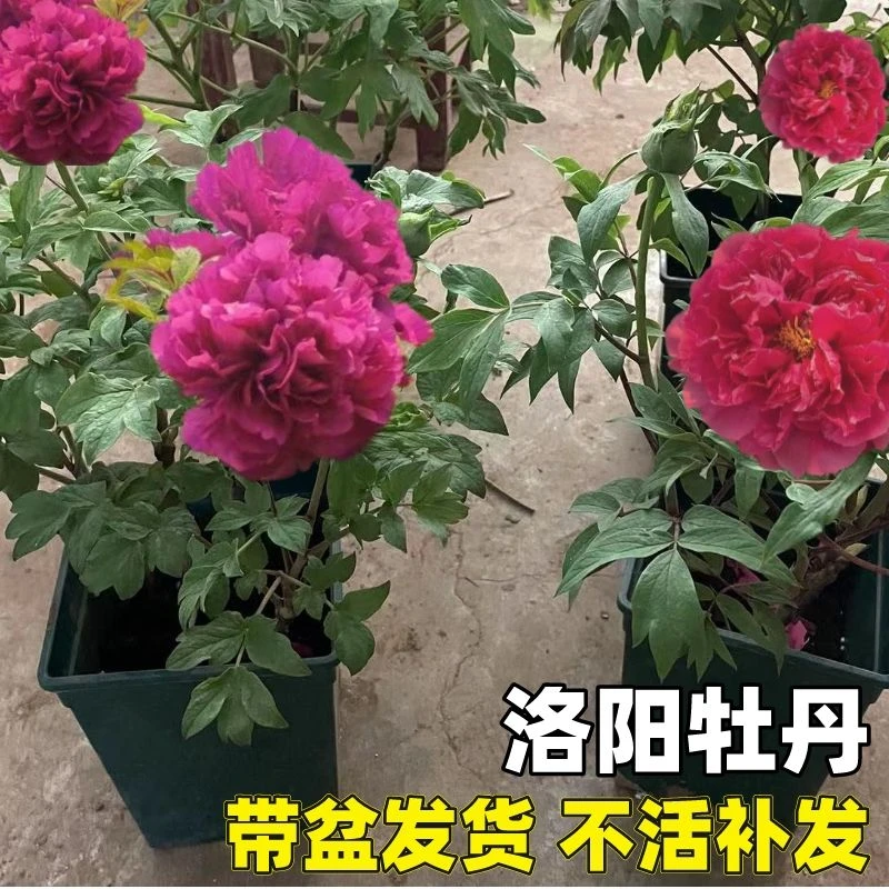 【催花洛阳红一枝独秀】元旦催花牡丹盆栽年宵花带花苞开花礼品花