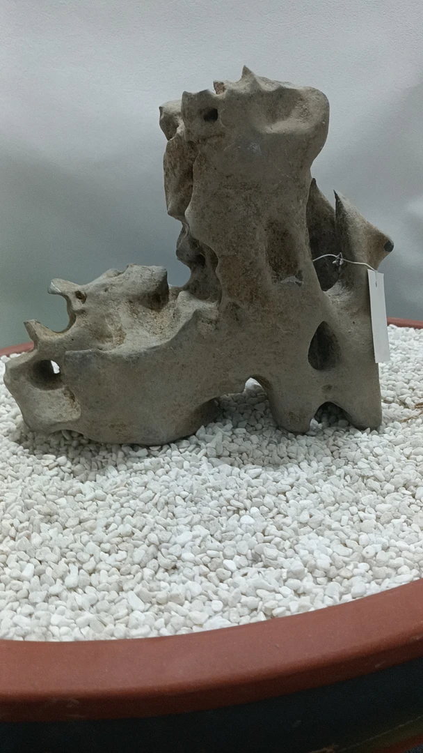 墨太湖石盆景附树石