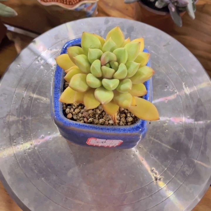 木质桩老桩红象牙全状态