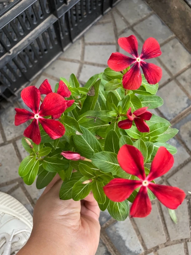 【两盆】天天开 又名长春花 室内外观赏花卉带花带花苞发货