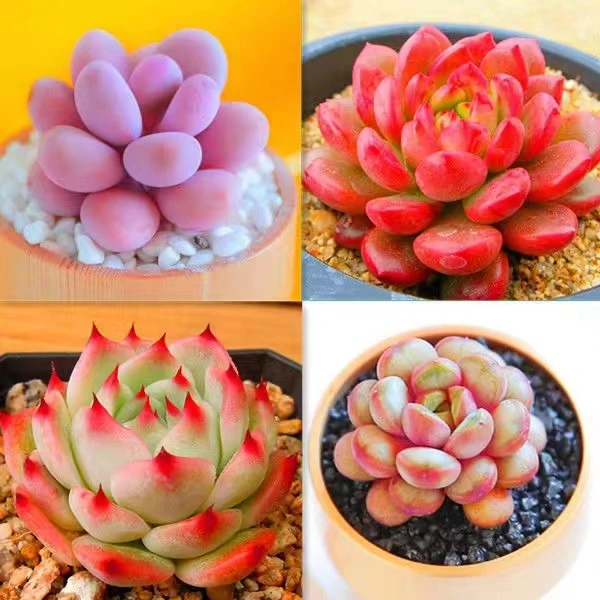 精品多肉 组合  基地直发  适合新手不褪色