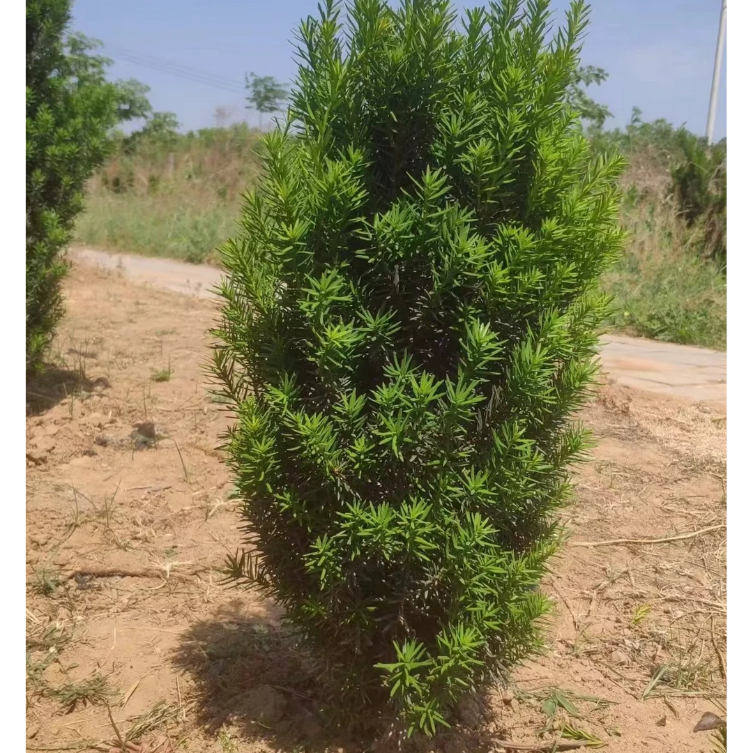 260~300曼地亚红豆杉盆栽地栽净化空气吸甲醛