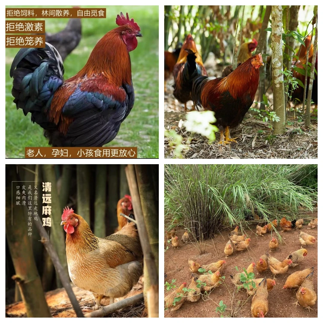 年鸡预定（单只装）广东清远鸡深山散养农家土鸡3-6斤 包冰率不含冰