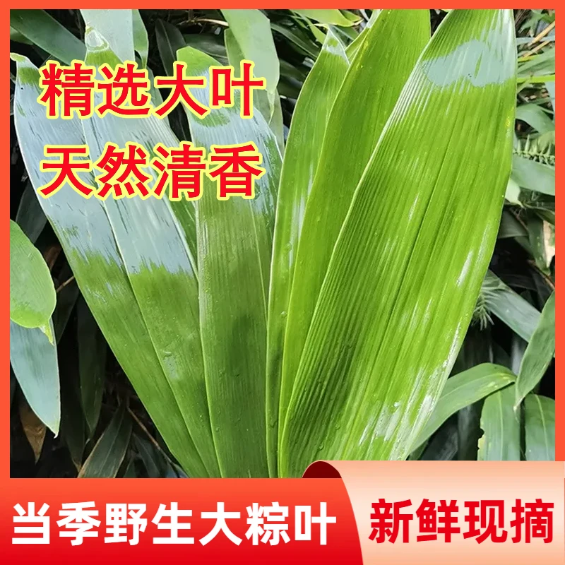 【批发】新鲜粽叶箬叶 端午节包粽子叶大号100片 200片 50片