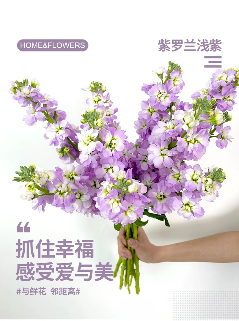 【明日必达】紫罗兰5枝-紫色-生活鲜切花-全场任意俩单顺丰包邮到家