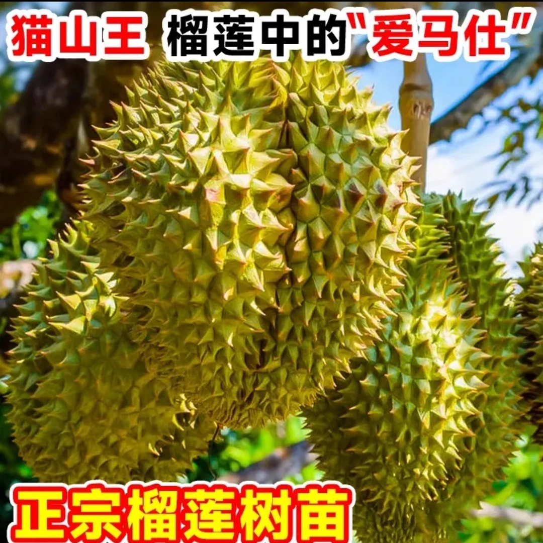 云南盆栽榴莲树苗果树苗南北种植猫山王泰国金枕庭院阳台种植耐寒