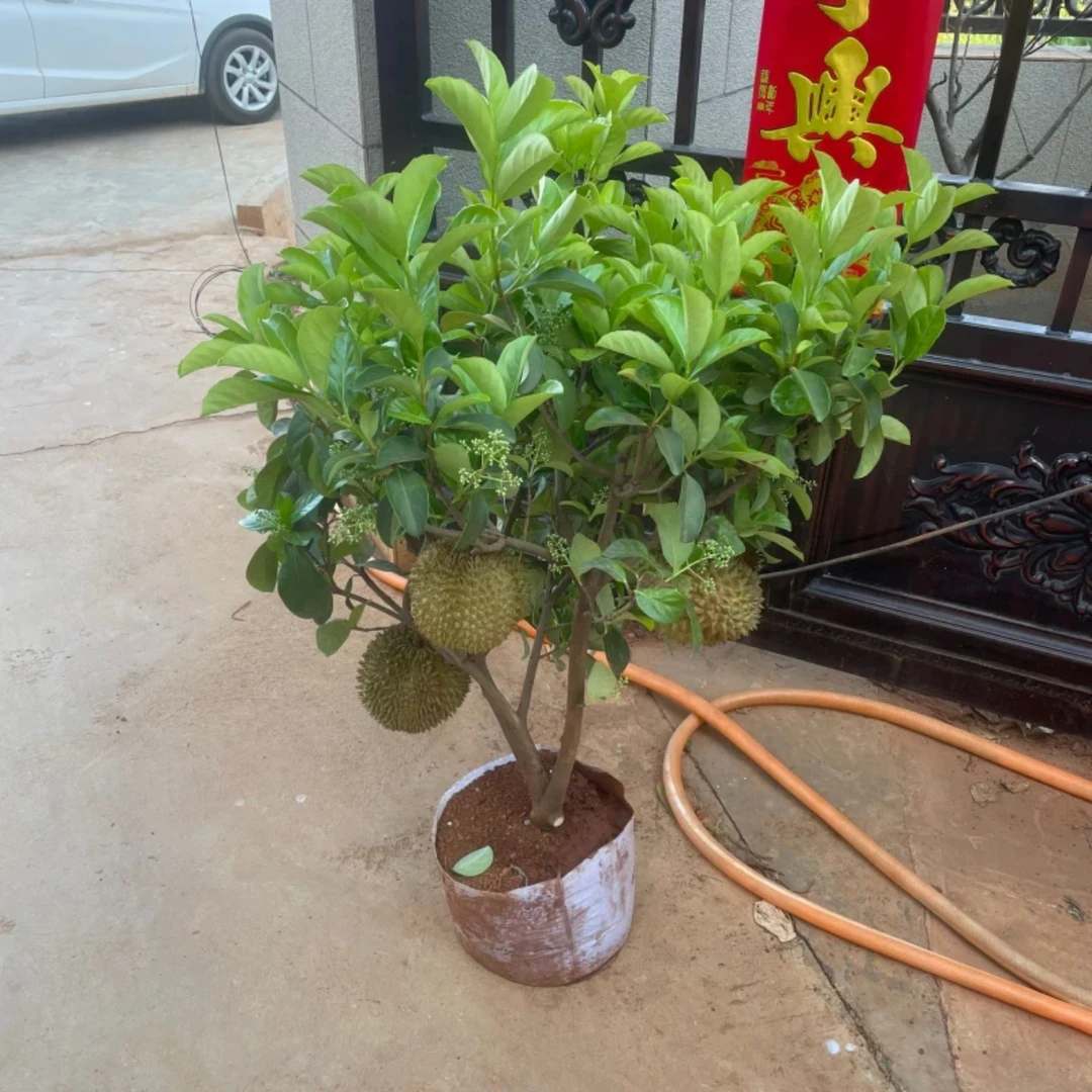 云南榴莲树果苗盆栽地栽黑刺果树苗南北方种植猫山王带土球发货