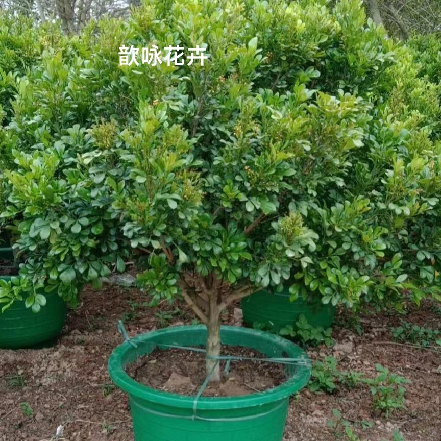 树形独杆米兰盆栽花四季开花不断室内香花植物净化空气老桩包邮