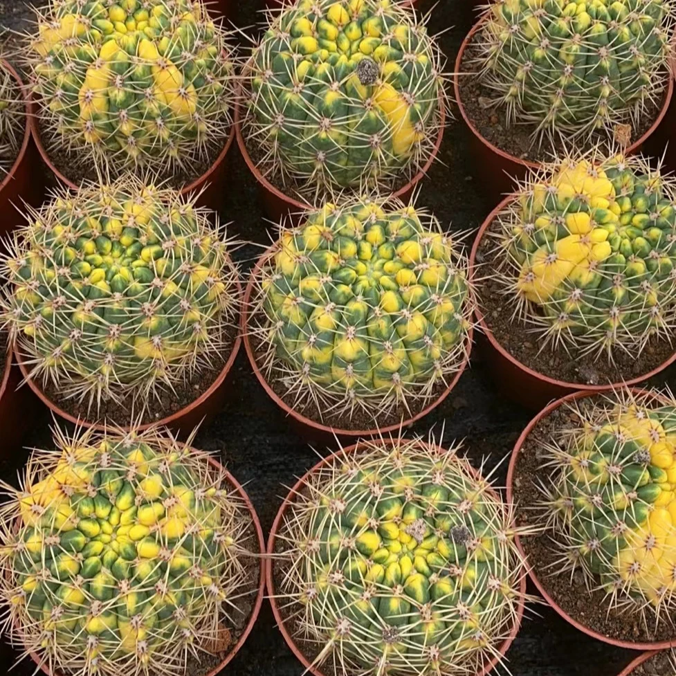 超大耕耘锦仙人球办公室阳台防辐射绿植含盆带土栽好包邮