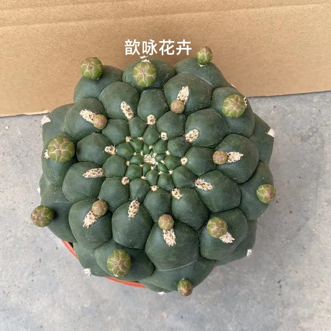 实生新款超大短刺新世界仙人球室内阳台防辐射含盆带土栽好包邮