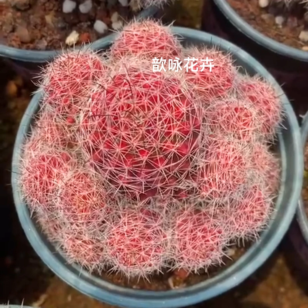 超大新款自根红娜丸仙人球办公室内室外含盆带土栽好包邮