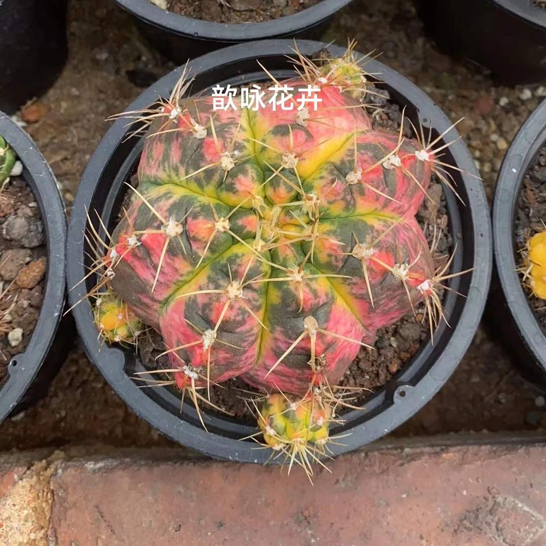 超大稀有海王锦仙人球开花办公室防辐射吸甲醛含盆带土栽好包邮