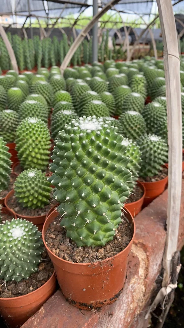 爱开花 无刺白珠丸 仙人球盆栽多肉植物小盆栽室内开花防辐射