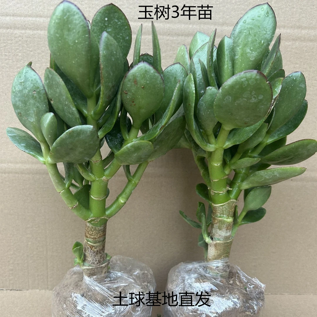 园林直发玉树盆栽多肉植物好养耐活燕子掌招财玉树老桩室外绿植