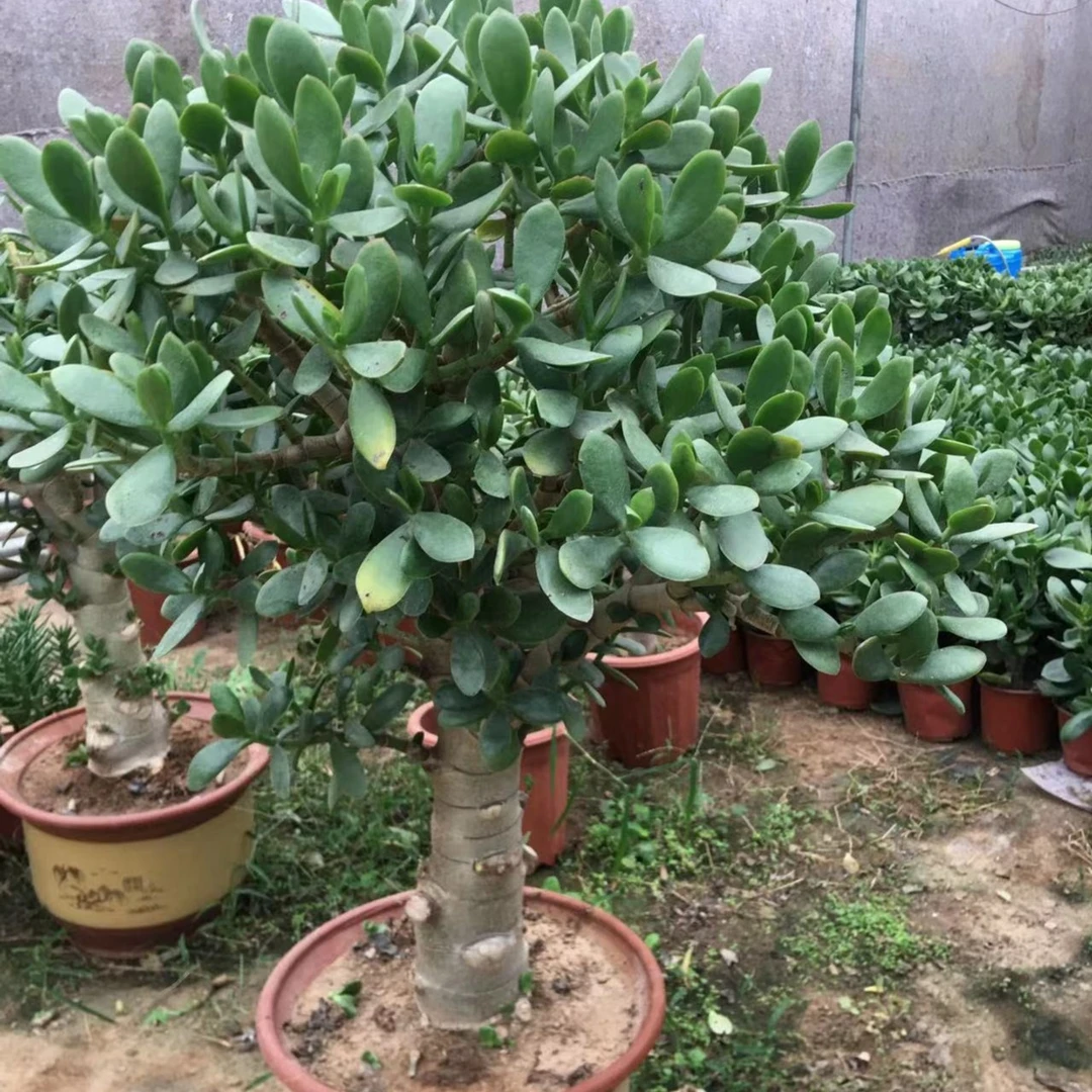 特大老桩独杆玉树