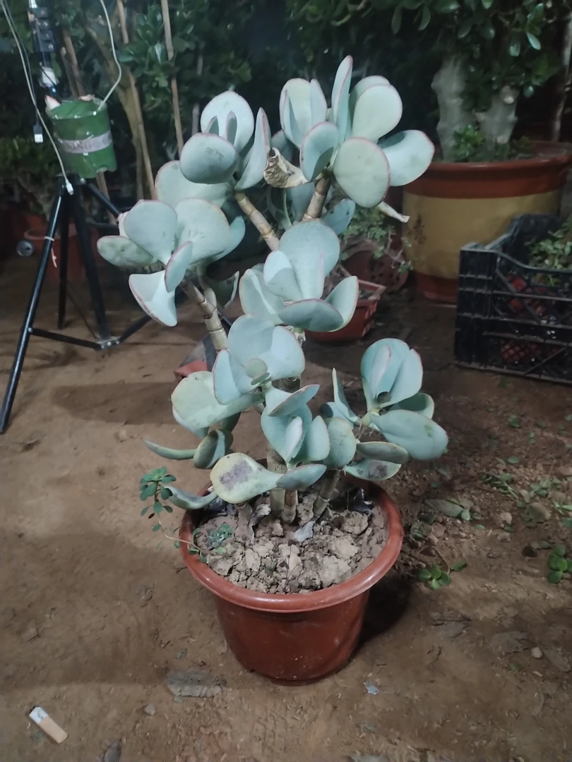 轮回花月玉树类厚叶蓝鸟大叶玉树