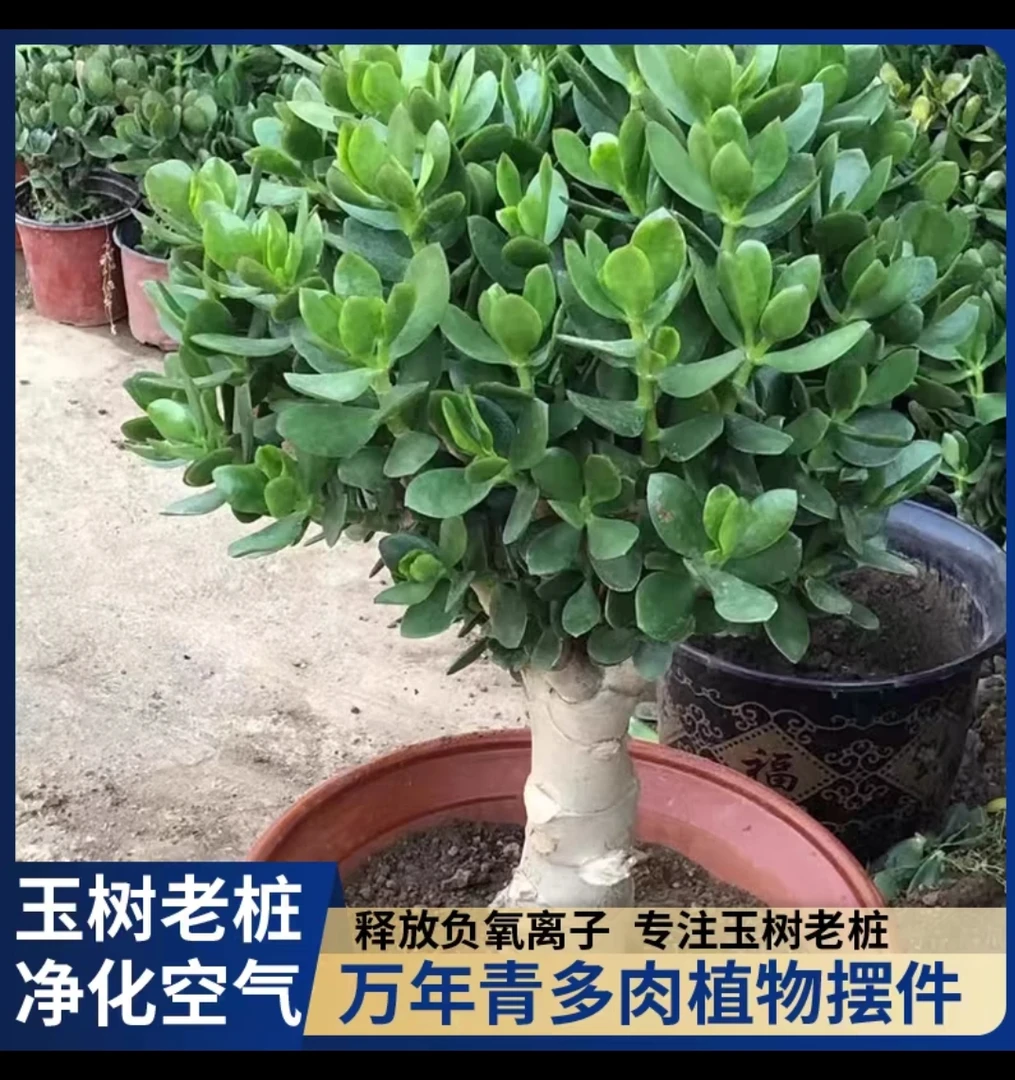 玉树盆栽老桩大叶玉树耐旱办公室内阳台客厅好养多肉植物燕子掌