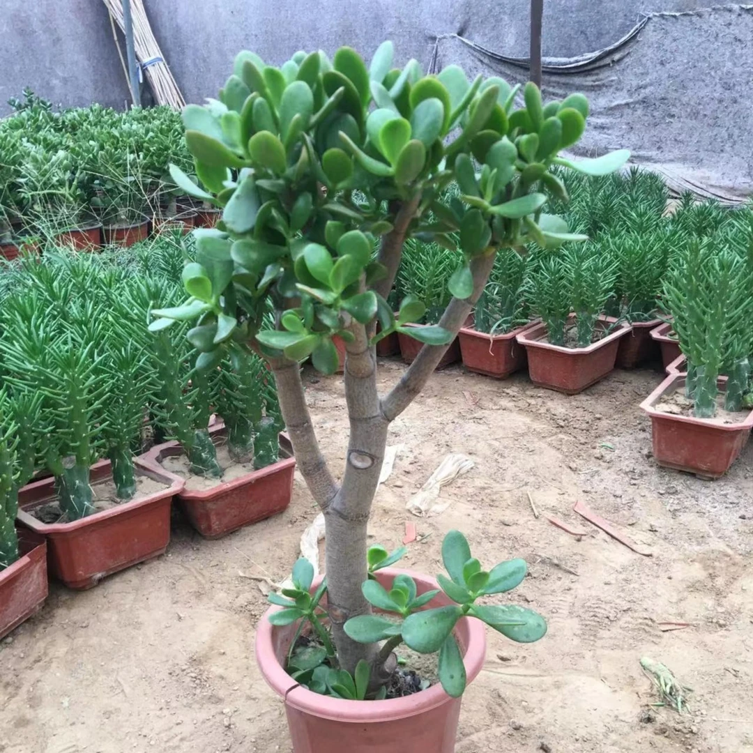 特大红玉树独杆老桩