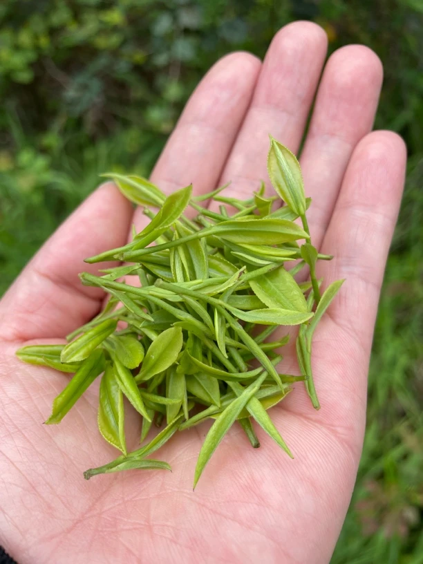 保靖黄金茶明前茶新茶半斤