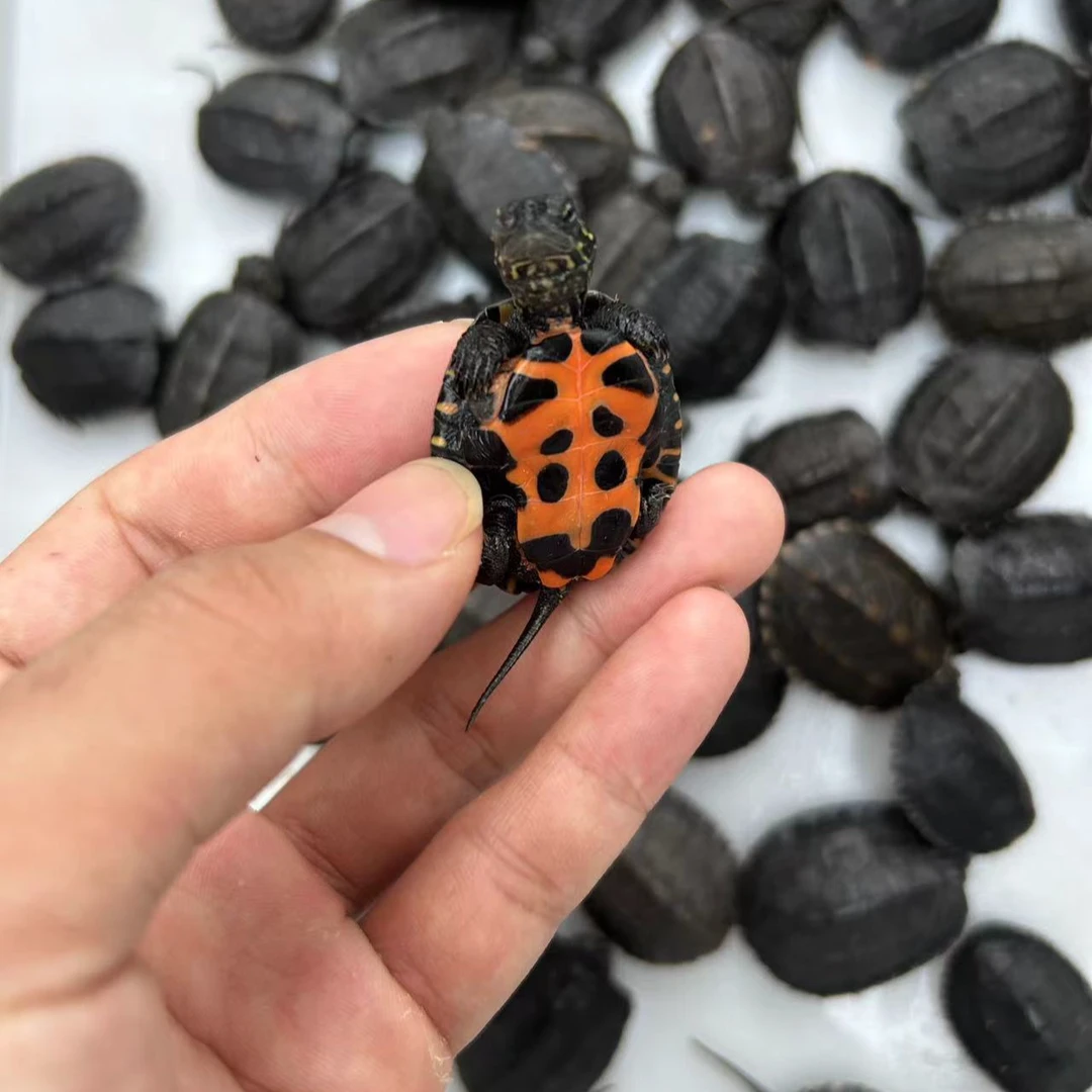 【直播间挑选】人工繁殖黑颈龟苗宠物活体