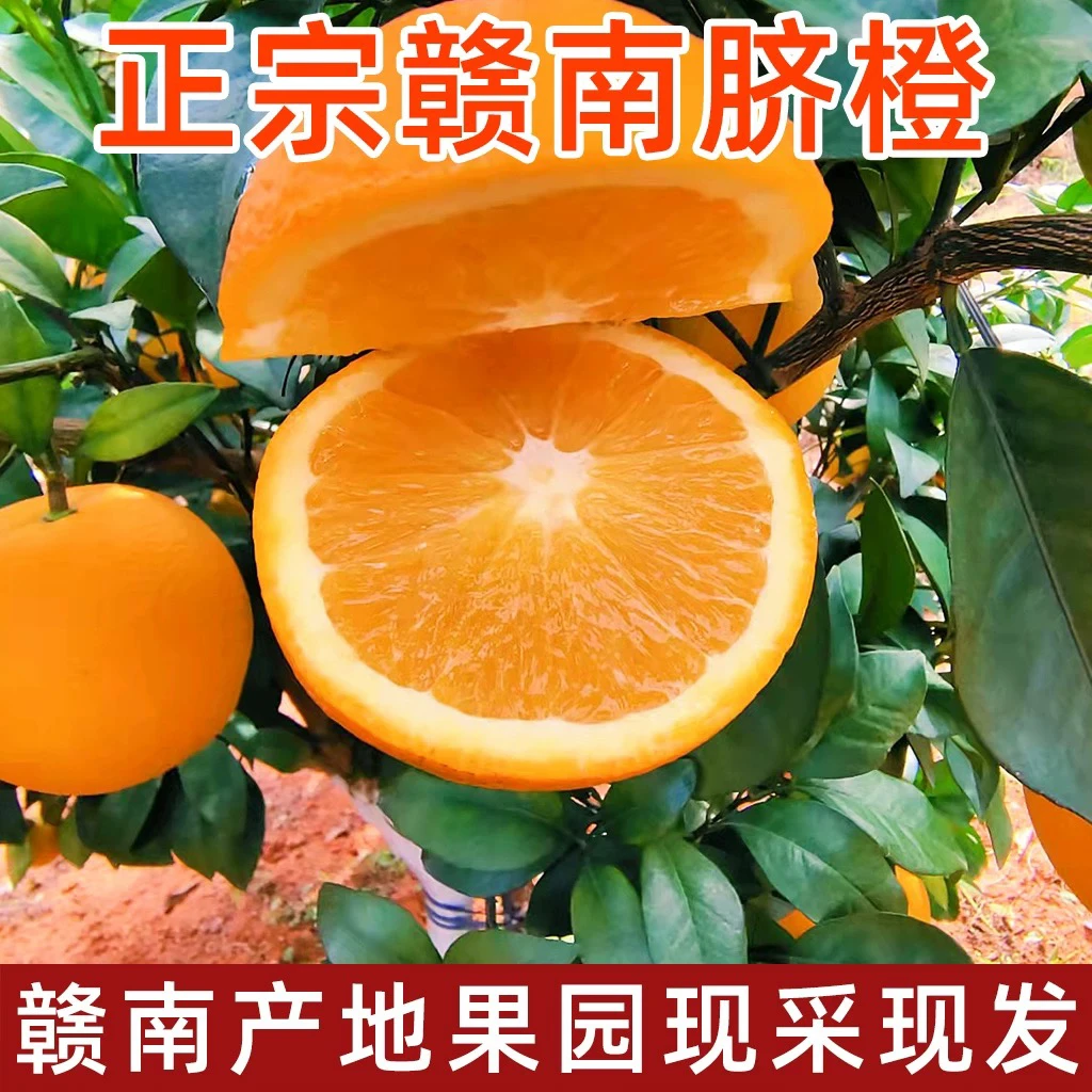 赣南脐橙正宗江西赣州赣南脐橙当季新鲜水果现摘现发