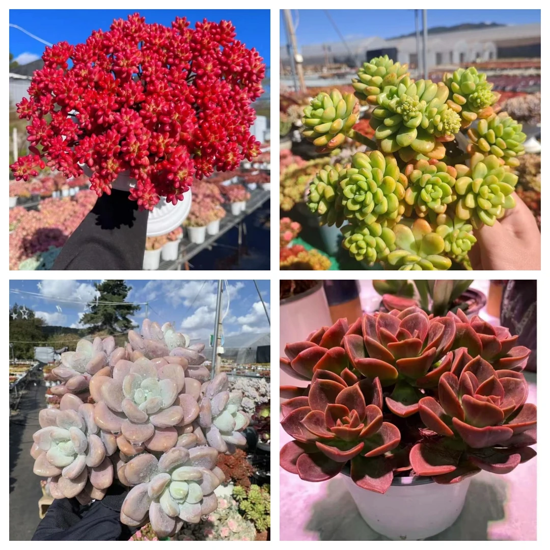 X红葡萄+罗马盆组合 新手好养 喜阳 耐旱