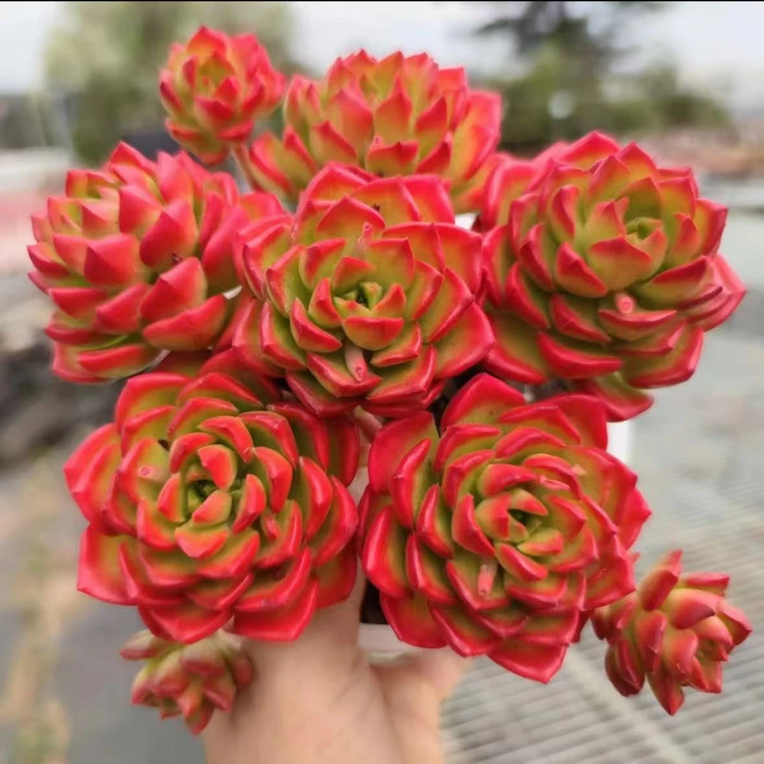 X蒂亚玫瑰 拍一发二 新手好养带盆栽好美观多肉植物秋季