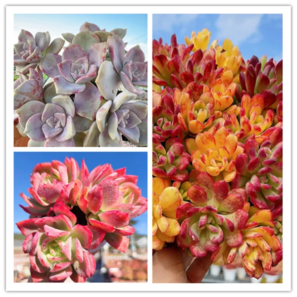 X 七彩云南+绮罗+紫乐 多肉植物 耐旱喜阳 好养庭院阳台盆栽