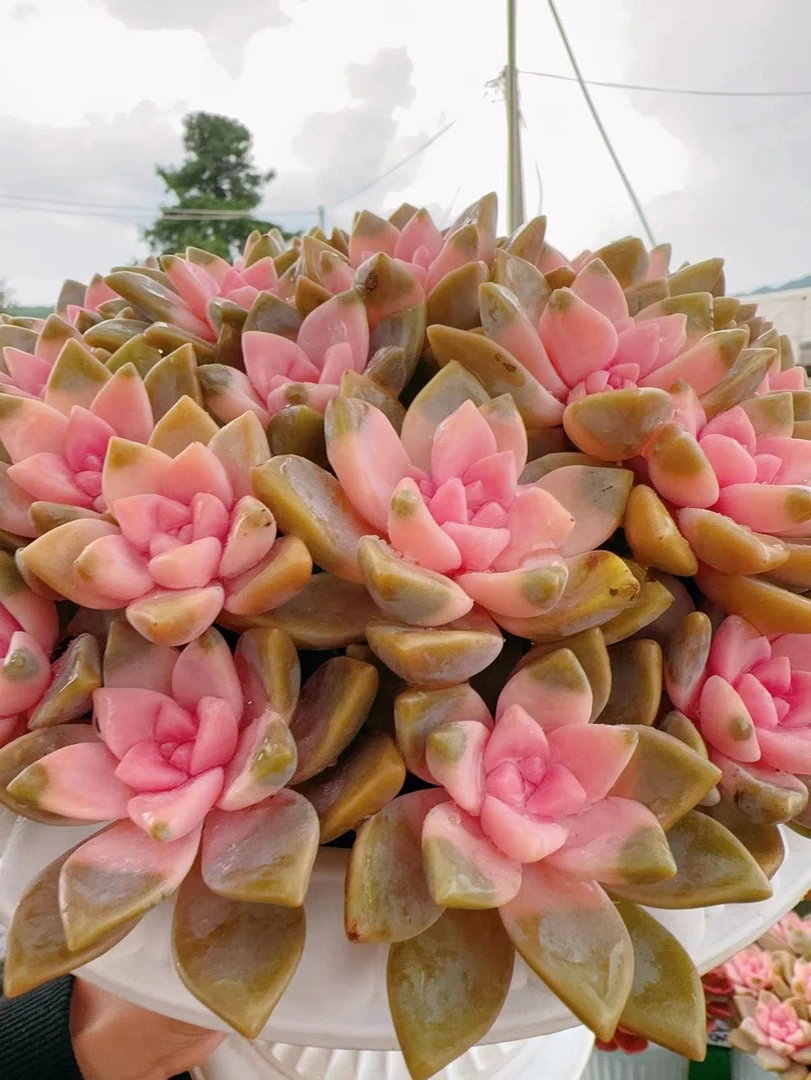 X 樱花+罗马盆多肉植物耐旱喜阳 好养庭院阳台盆栽