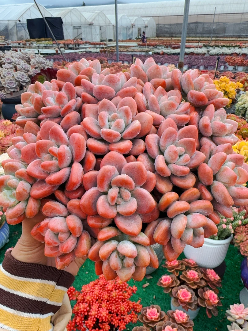 X红洛神 新手好养带盆栽好美观多肉植物秋季