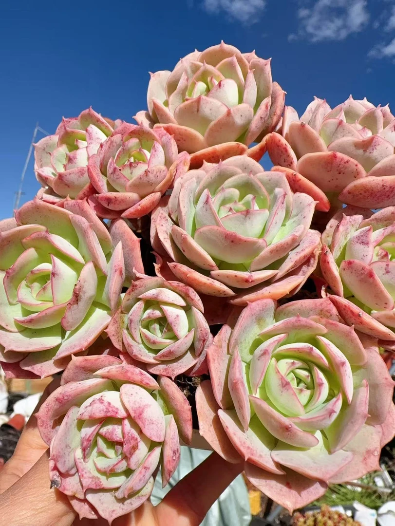 X克罗地亚玫瑰 拍一发二 新手好养带盆栽好美观多肉植物秋季