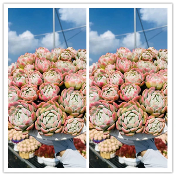 X香水贝瑞+罗马盆拍一发二 新手好养 喜阳 耐旱