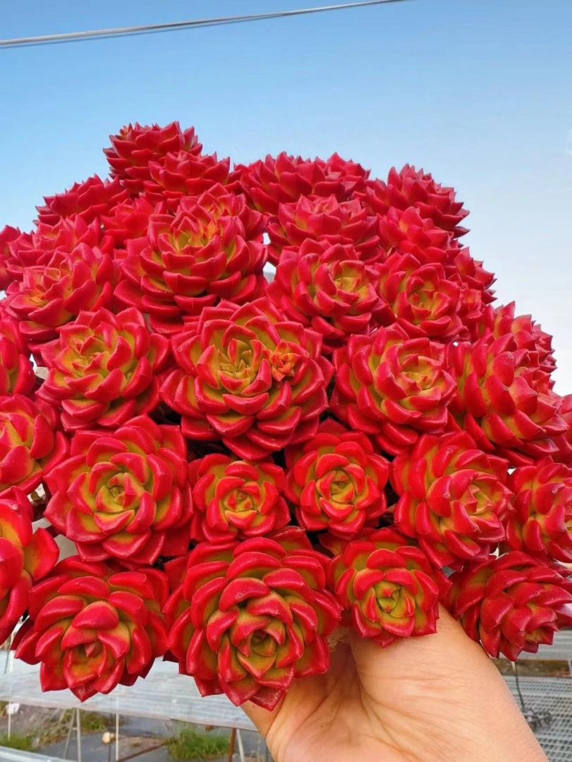 X火焰蒂亚红玫瑰(18-20cm) 新手好养 喜阳 耐旱