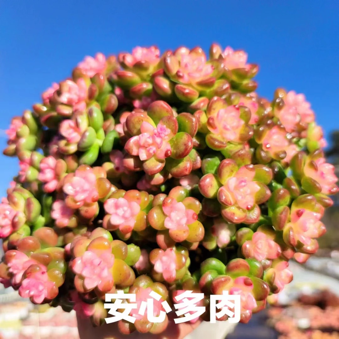 X 彩虹香豆（20-22公分） 多肉植物 耐旱 好养庭院阳台盆栽