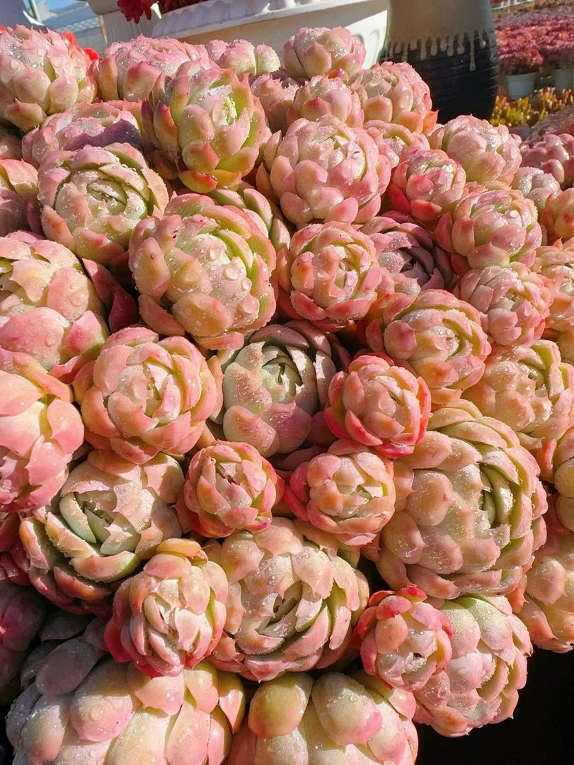 X 巨无霸贝瑞 多肉植物耐旱喜阳 好养庭院阳台盆栽