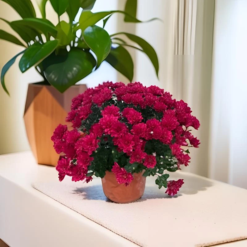 【青韵】（红枫2盆）球菊 千头菊小型桌面盆栽