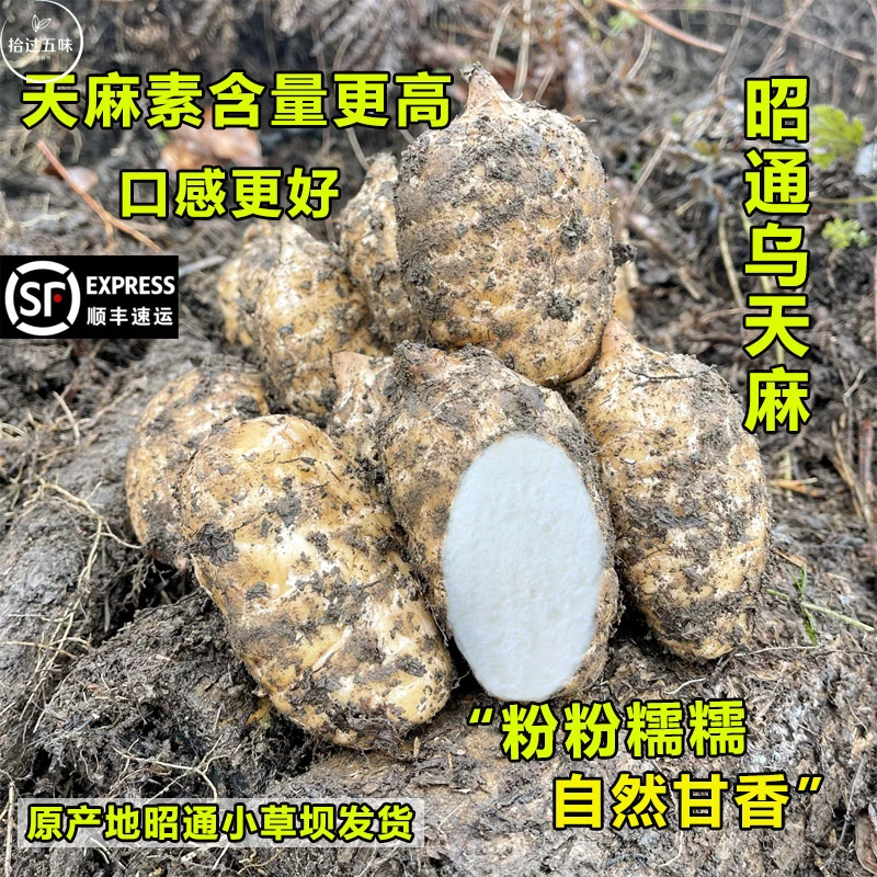 昭通天麻产地直销云南小草坝原生态天麻高山乌天麻仿野生新鲜天麻