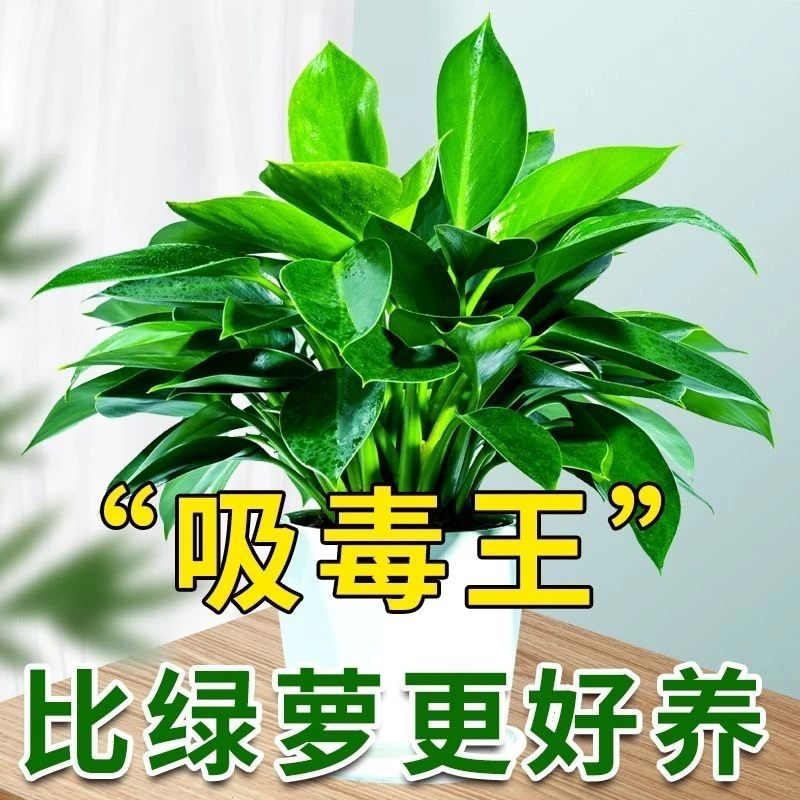 绿公主大叶金钻盆栽吸毒王四季常青室内吸甲醛植物桌面绿植花卉