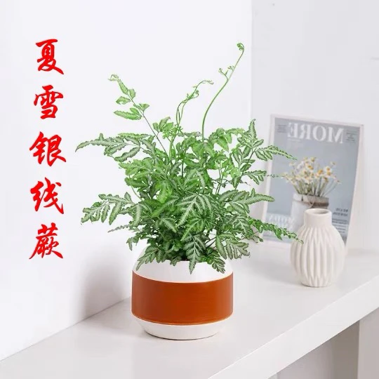 夏雪银线蕨小盆栽蕨类室内外庭院桌面观叶植物吸甲醛净化空气花卉