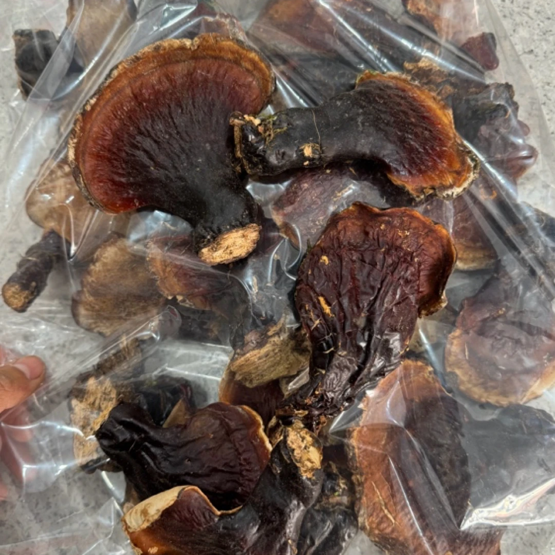 长白山野生松杉灵芝 晒干发货 自己采摘 假一赔十 发货前拍照