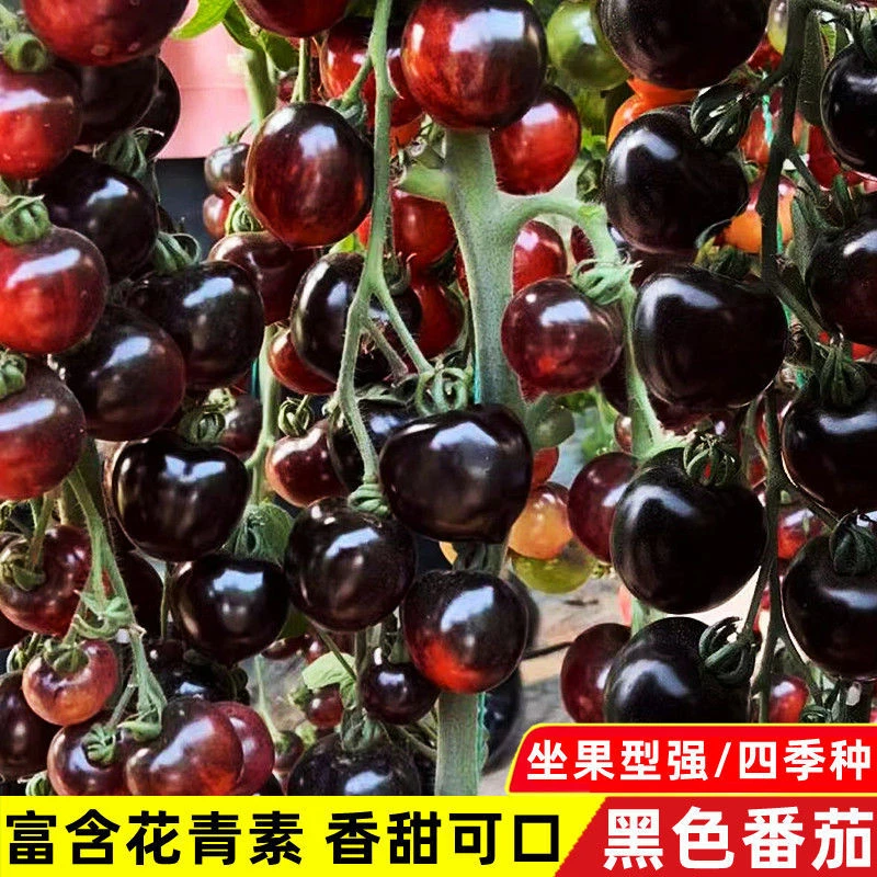 有机黑番茄种子四季播黑西红柿种子小番茄籽春秋蔬菜种子水果种子