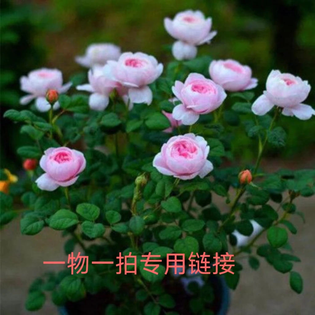【一物一拍】月季花大苗