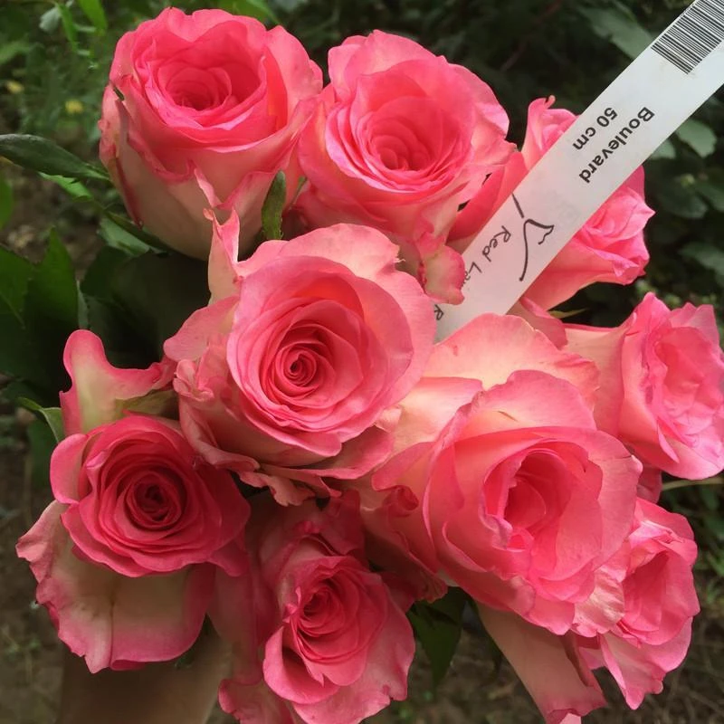 【林荫大道】新品进口玫瑰切花月季大花 林荫大道  四季开花