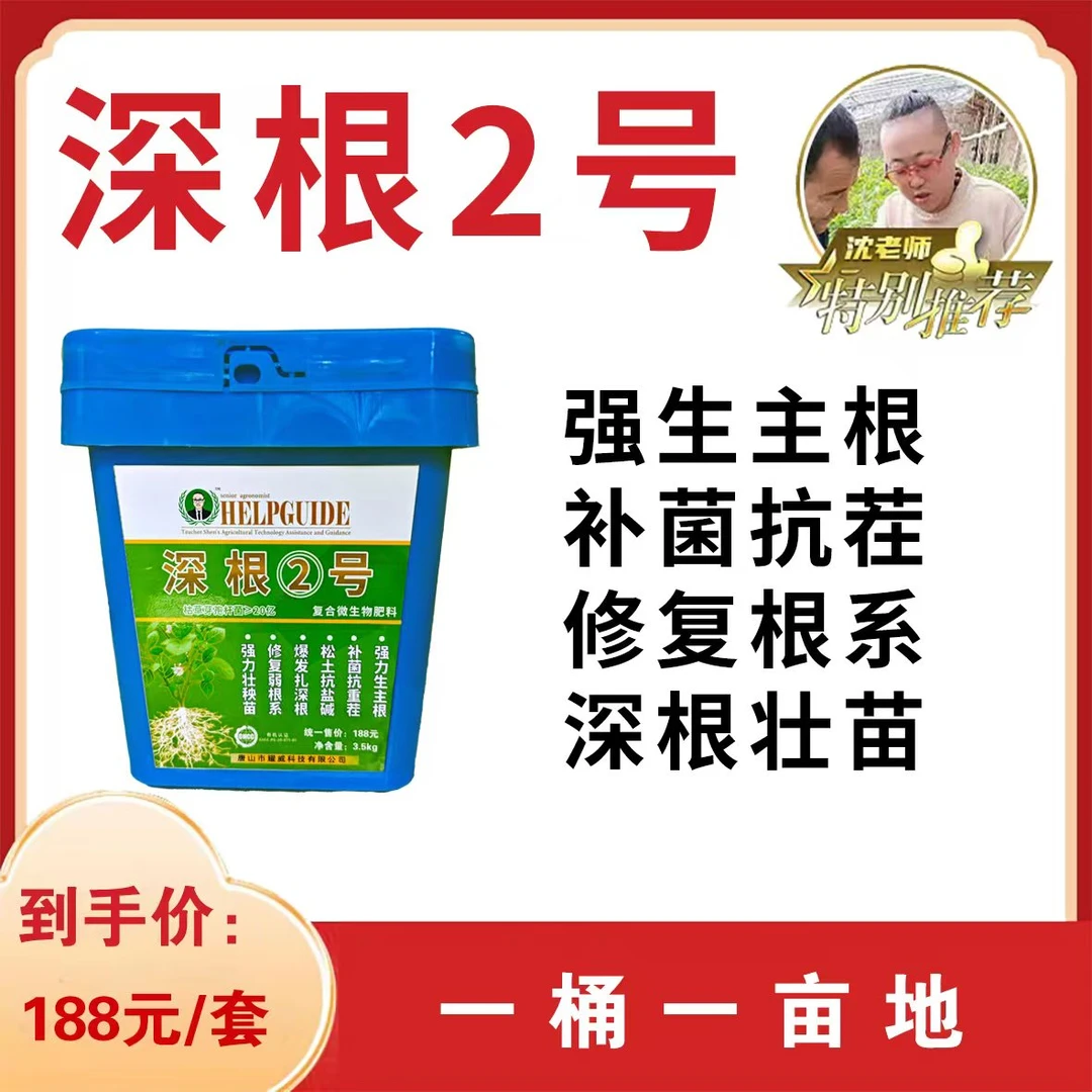 深根2号强力生主根强力壮秧苗