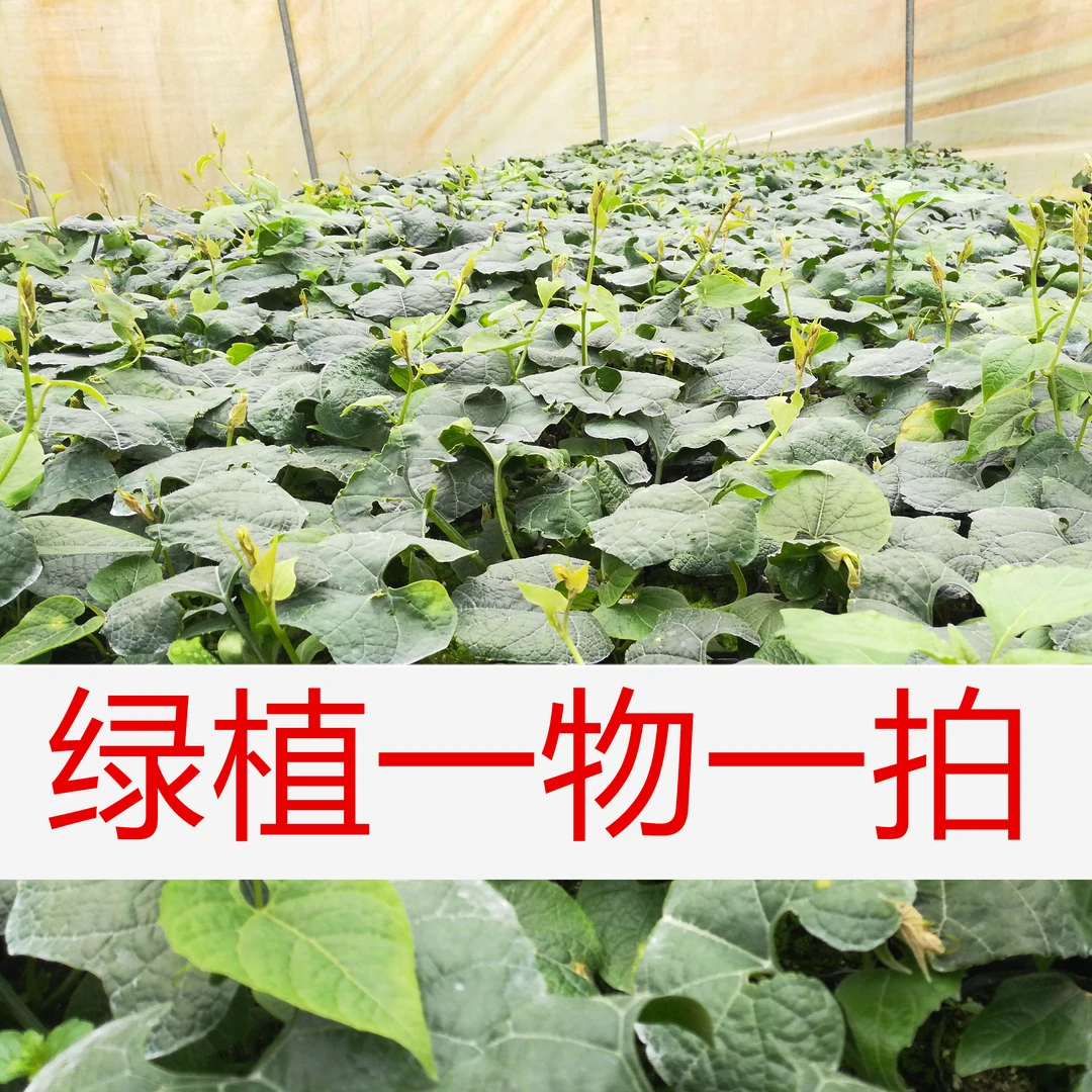 绿植花园植物（覃）老桩盆栽地栽阳台楼顶庭院